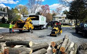 Why Choose Our Tree Removal Services in Westway, TX?