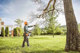 Professional  Tree Services in Westway, TX